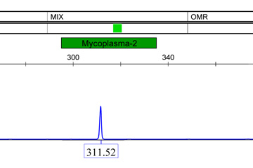 支原體(tǐ)檢測-熒光PCR+毛細管電(diàn)泳使得檢測靈敏度上升千倍