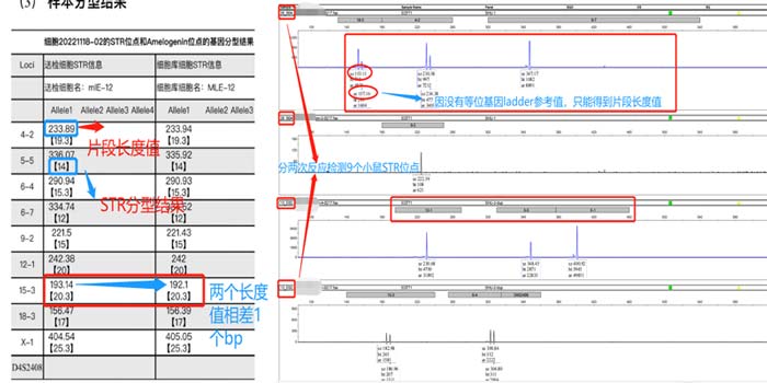 小(xiǎo)鼠細胞STR分(fēn)型檢測片段長度.jpg